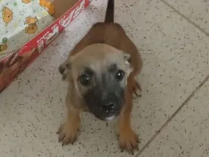 Cachorro raça SRD-ViraLata idade 2 a 6 meses nome Lara