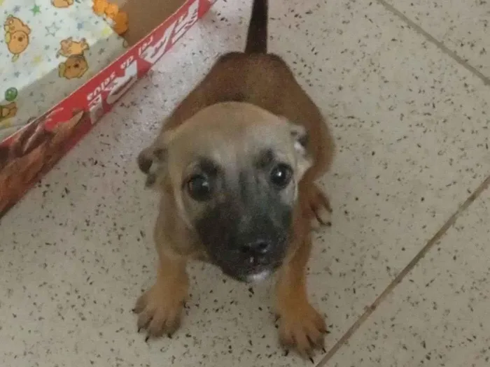Cachorro raça SRD-ViraLata idade 2 a 6 meses nome Lara