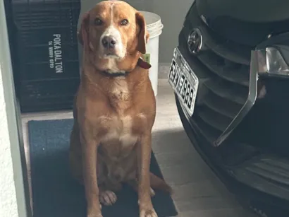 Cachorro raça SRD-ViraLata idade 2 anos nome Sem nome
