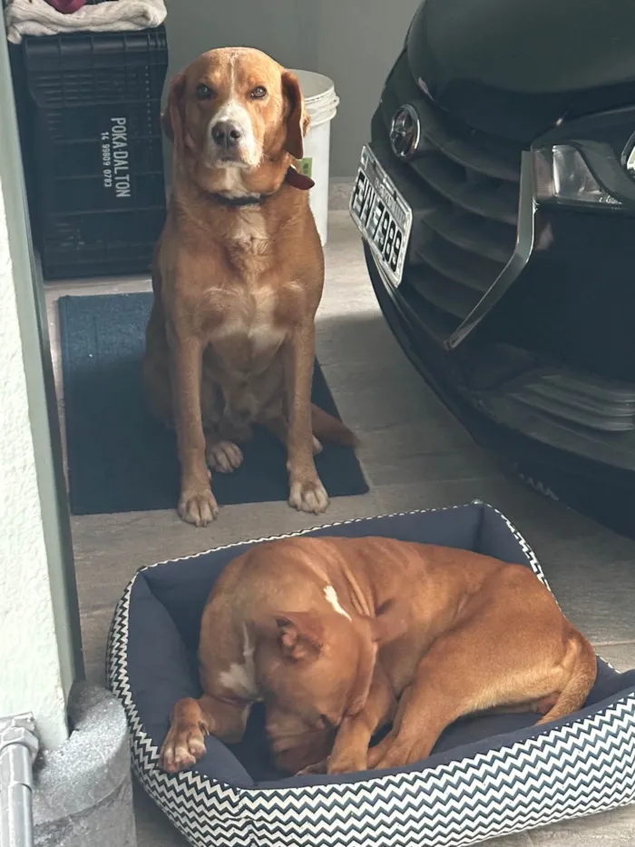 Cachorro raça Pit-Bull idade 2 anos nome Sem nome