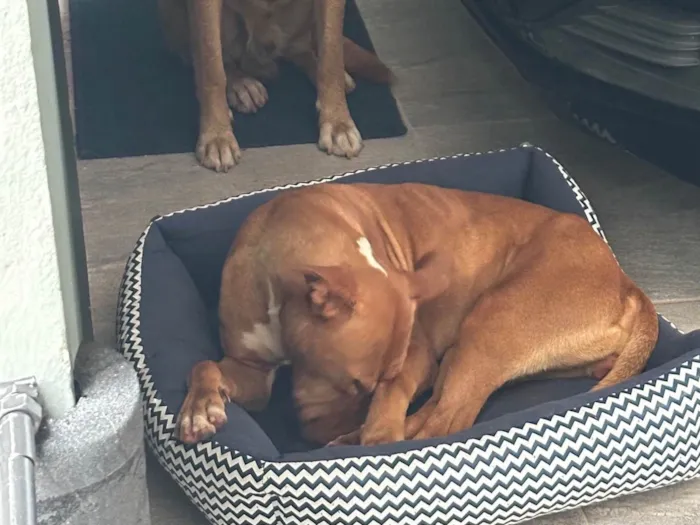 Cachorro raça Pit-Bull idade 2 anos nome Sem nome