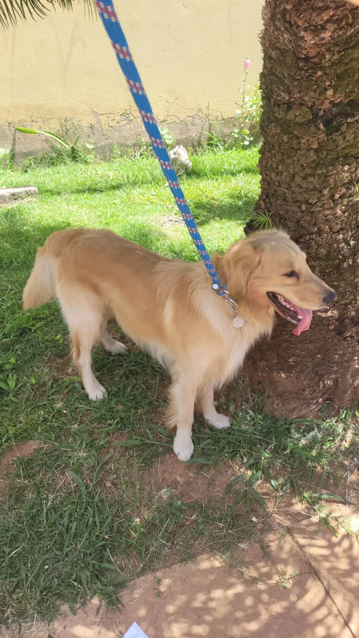 Cachorro raça Golden Retriever idade 3 anos nome Simba