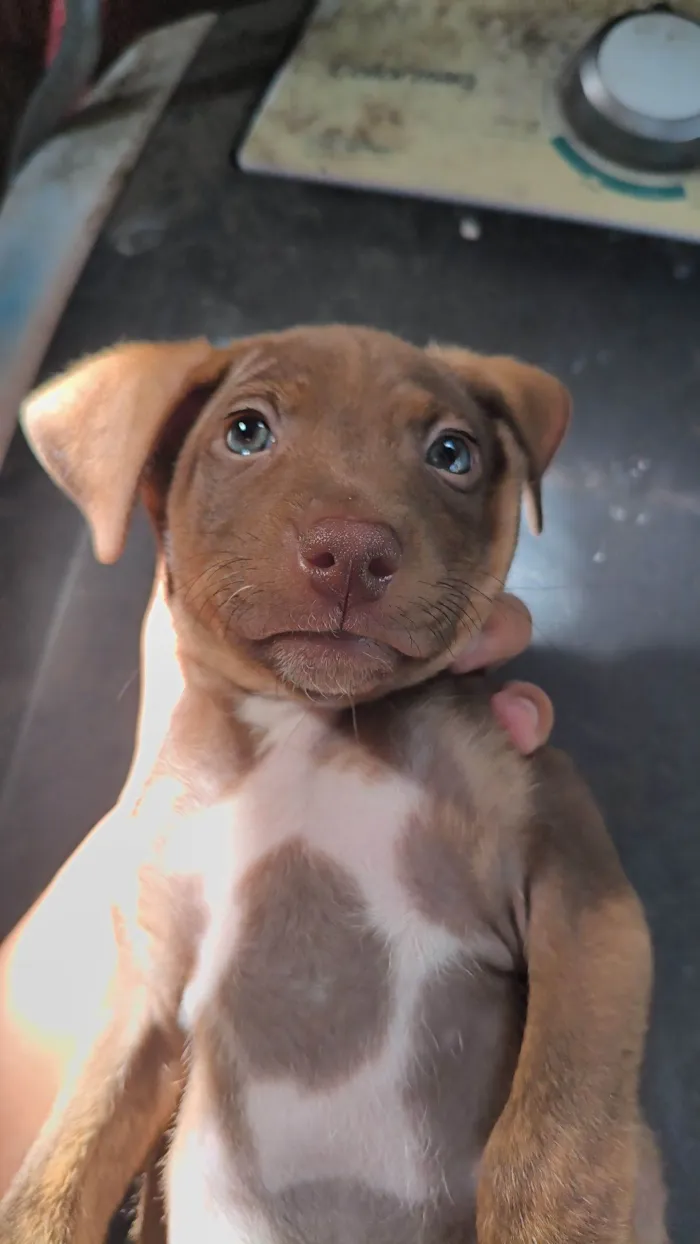 Cachorro raça SRD-ViraLata idade 1 ano nome Spike