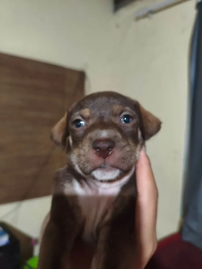 Cachorro raça SRD-ViraLata idade 1 ano nome Spike