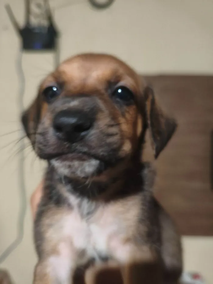 Cachorro raça SRD-ViraLata idade 1 ano nome Spike