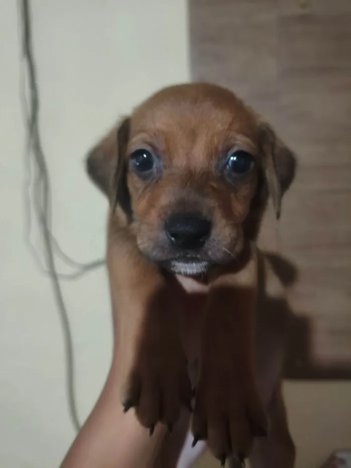 Cachorro raça SRD-ViraLata idade 1 ano nome Spike