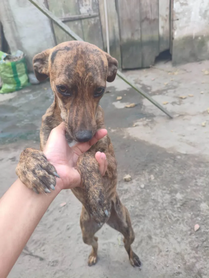 Cachorro raça SRD-ViraLata idade 1 ano nome Spike