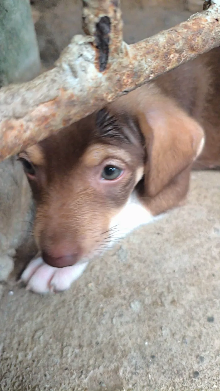 Cachorro raça SRD-ViraLata idade 1 ano nome Spike