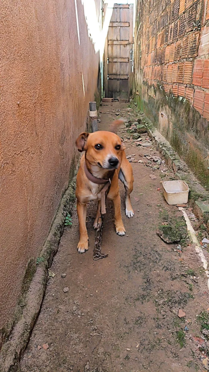 Cachorro raça SRD-ViraLata idade 1 ano nome Spike