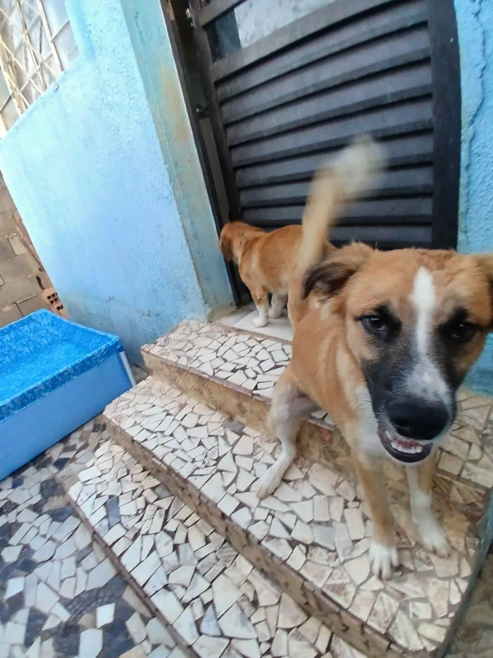 Cachorro raça SRD-ViraLata idade 2 a 6 meses nome Snop 