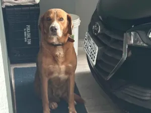 Cachorro raça Pit-Bull idade 2 anos nome Sem nome