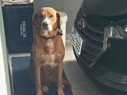 Cachorro raça Pit-Bull idade 2 anos nome Sem nome