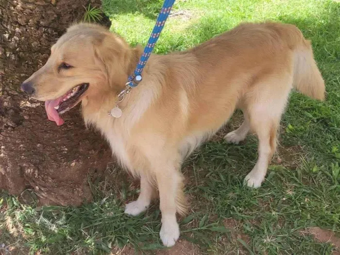 Cachorro raça Golden Retriever idade 3 anos nome Simba