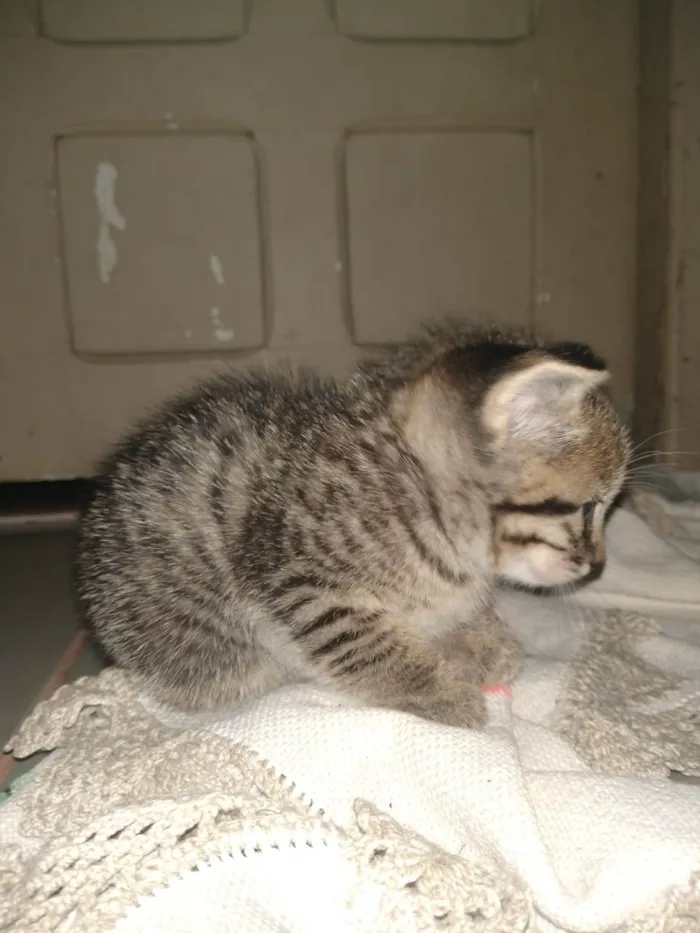 Gato raça SRD-ViraLata idade 2 a 6 meses nome Não definido