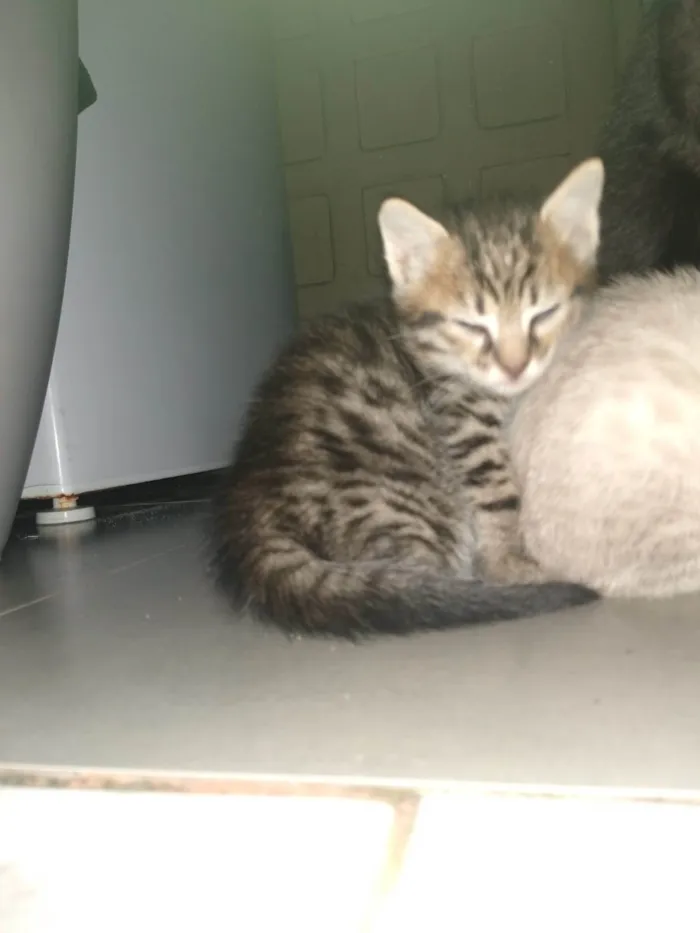 Gato raça SRD-ViraLata idade 2 a 6 meses nome Não definido