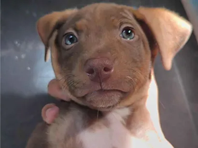Cachorro raça SRD-ViraLata idade 1 ano nome Spike