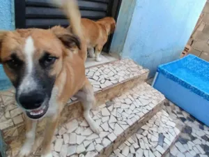 Cachorro raça SRD-ViraLata idade 2 a 6 meses nome Snop 
