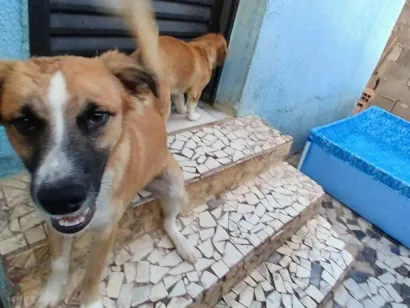 Cachorro raça SRD-ViraLata idade 2 a 6 meses nome Snop 
