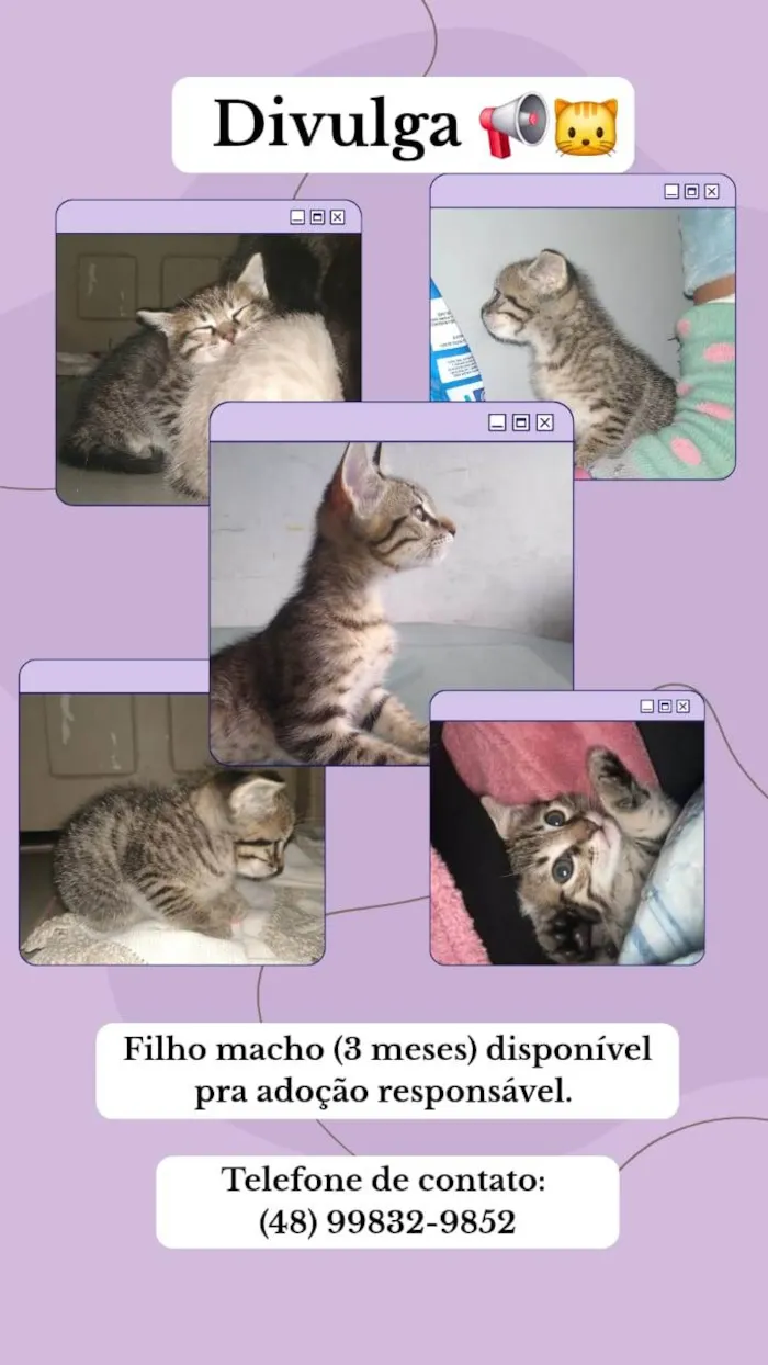 Gato raça SRD-ViraLata idade 2 a 6 meses nome Não definido