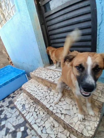 Cachorro raça SRD-ViraLata idade 2 a 6 meses nome Snop e jack 