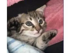 Gato raça SRD-ViraLata idade 2 a 6 meses nome Não definido