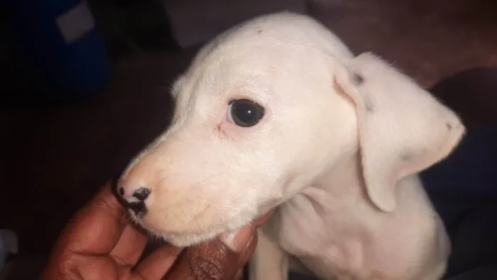Cachorro raça Dálmata idade Abaixo de 2 meses nome Athena 
