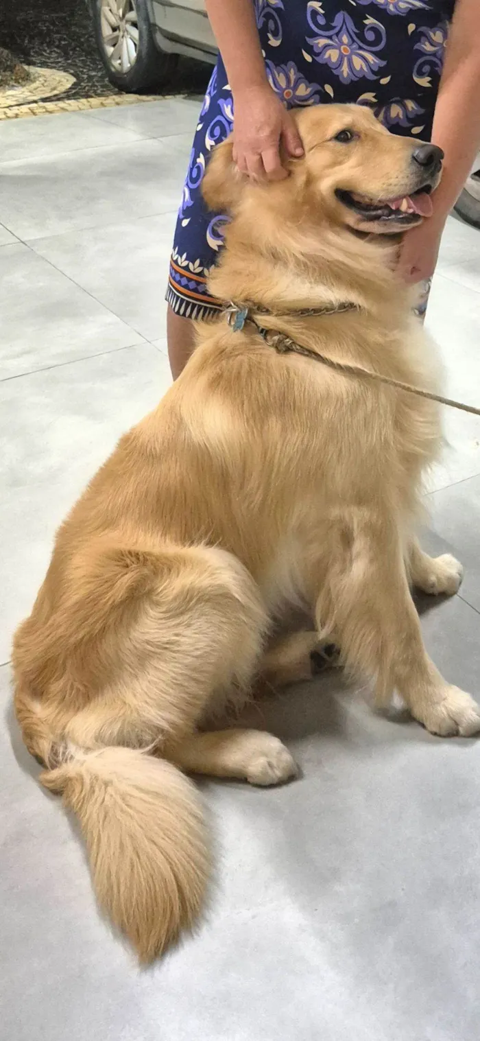Cachorro raça Golden Retriever idade 3 anos nome Simba
