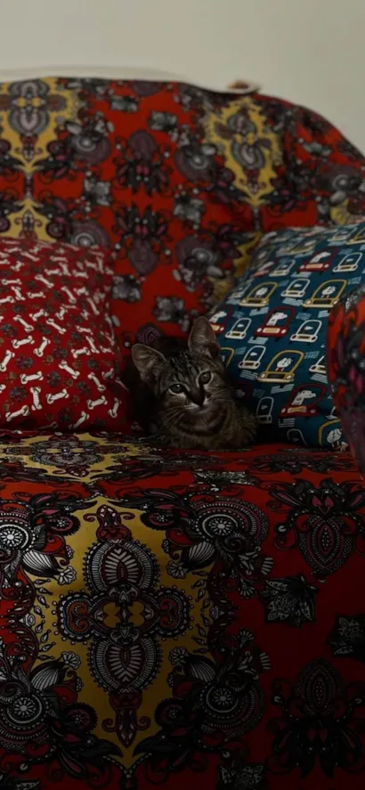 Gato raça Exótico idade 2 a 6 meses nome Não possui nome 