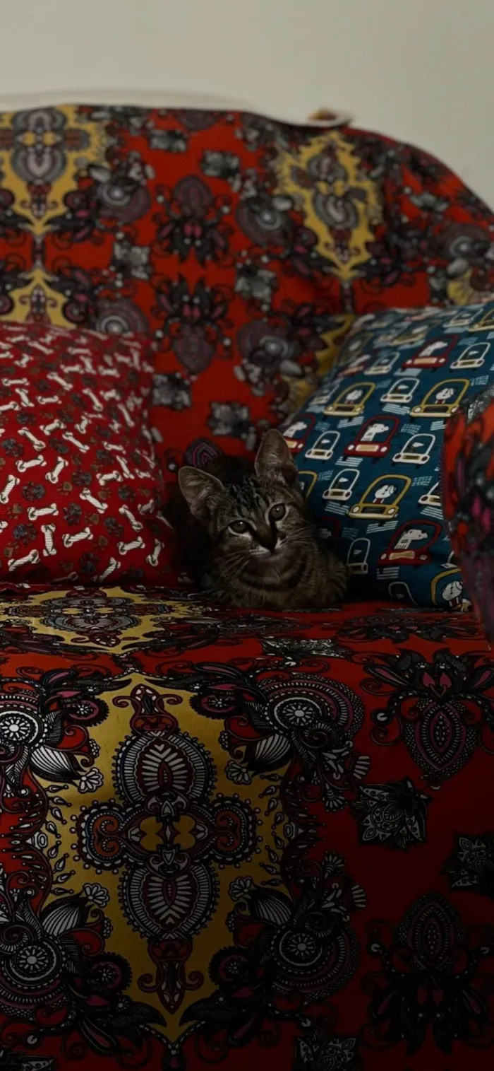 Gato raça Exótico idade 2 a 6 meses nome Não possui nome 