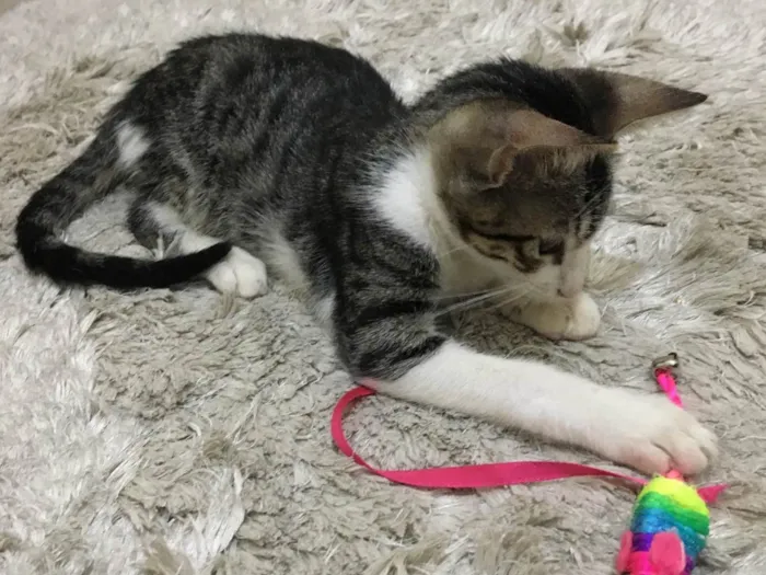 Gato raça SRD-ViraLata idade 2 a 6 meses nome Soneca