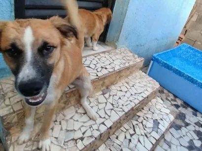 Cachorro raça SRD-ViraLata idade 2 a 6 meses nome Snop e jack 