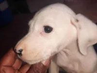 Cachorro raça Dálmata idade Abaixo de 2 meses nome Athena 