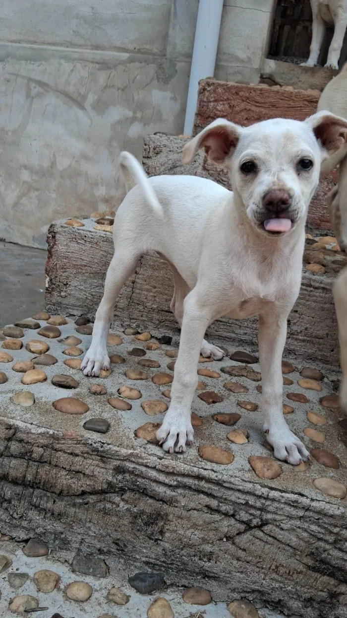 Cachorro raça SRD-ViraLata idade 2 a 6 meses nome Duda