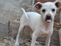 Cachorro raça SRD-ViraLata idade 2 a 6 meses nome Duda