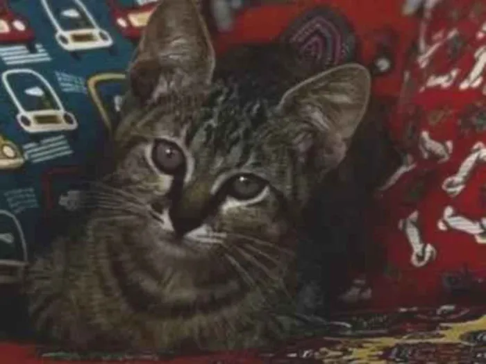 Gato raça Exótico idade 2 a 6 meses nome Não possui nome 