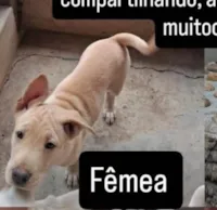Cachorro raça SRD-ViraLata idade 2 a 6 meses nome Gigi