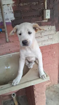 Cachorro raça SRD-ViraLata idade 2 a 6 meses nome Gugu