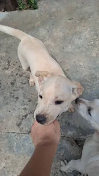 Cachorro raça SRD-ViraLata idade 2 a 6 meses nome Zico