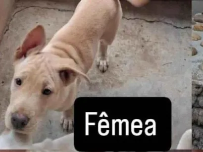 Cachorro raça SRD-ViraLata idade 2 a 6 meses nome Gigi