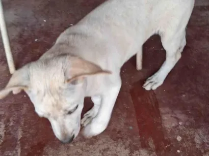 Cachorro raça SRD-ViraLata idade 2 a 6 meses nome Lulu