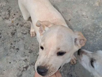 Cachorro raça SRD-ViraLata idade 2 a 6 meses nome Zico