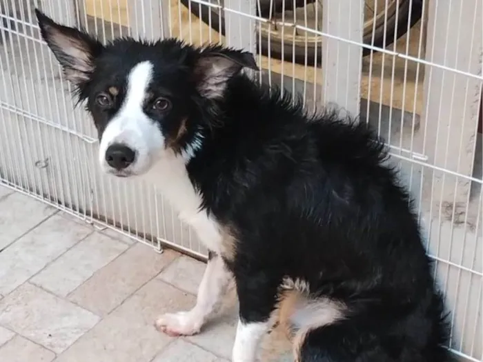 Cachorro raça Border collie idade 1 ano nome Sem nome / Border collie