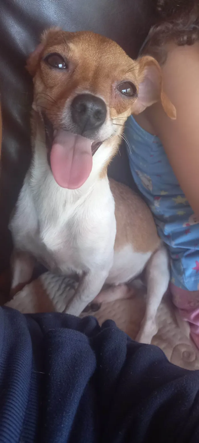 Cachorro raça Pinscher idade 2 anos nome ALEDIANE MANGIN