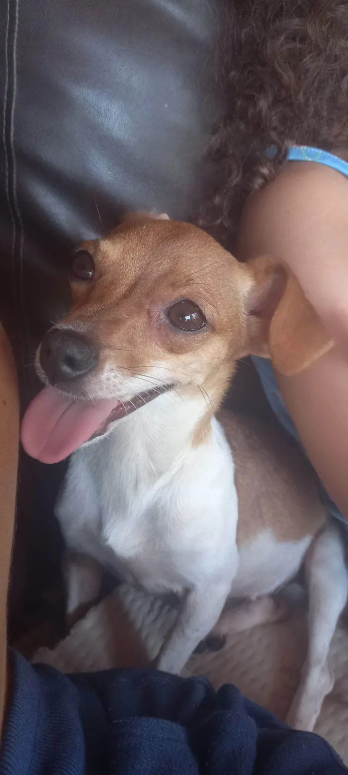 Cachorro raça Pinscher idade 2 anos nome ALEDIANE MANGIN