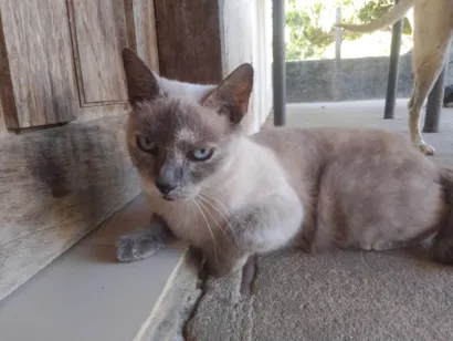 Gato raça SRD-ViraLata idade 1 ano nome Pequena 