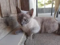 Gato raça SRD-ViraLata idade 1 ano nome Pequena 