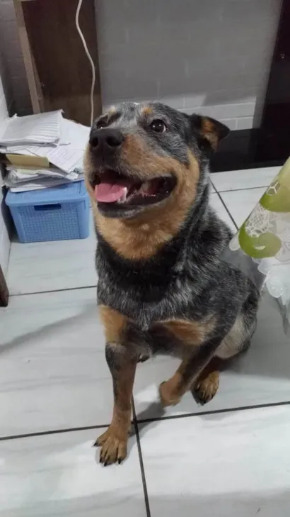 Cachorro raça Pastor Alemão idade 4 anos nome BOB