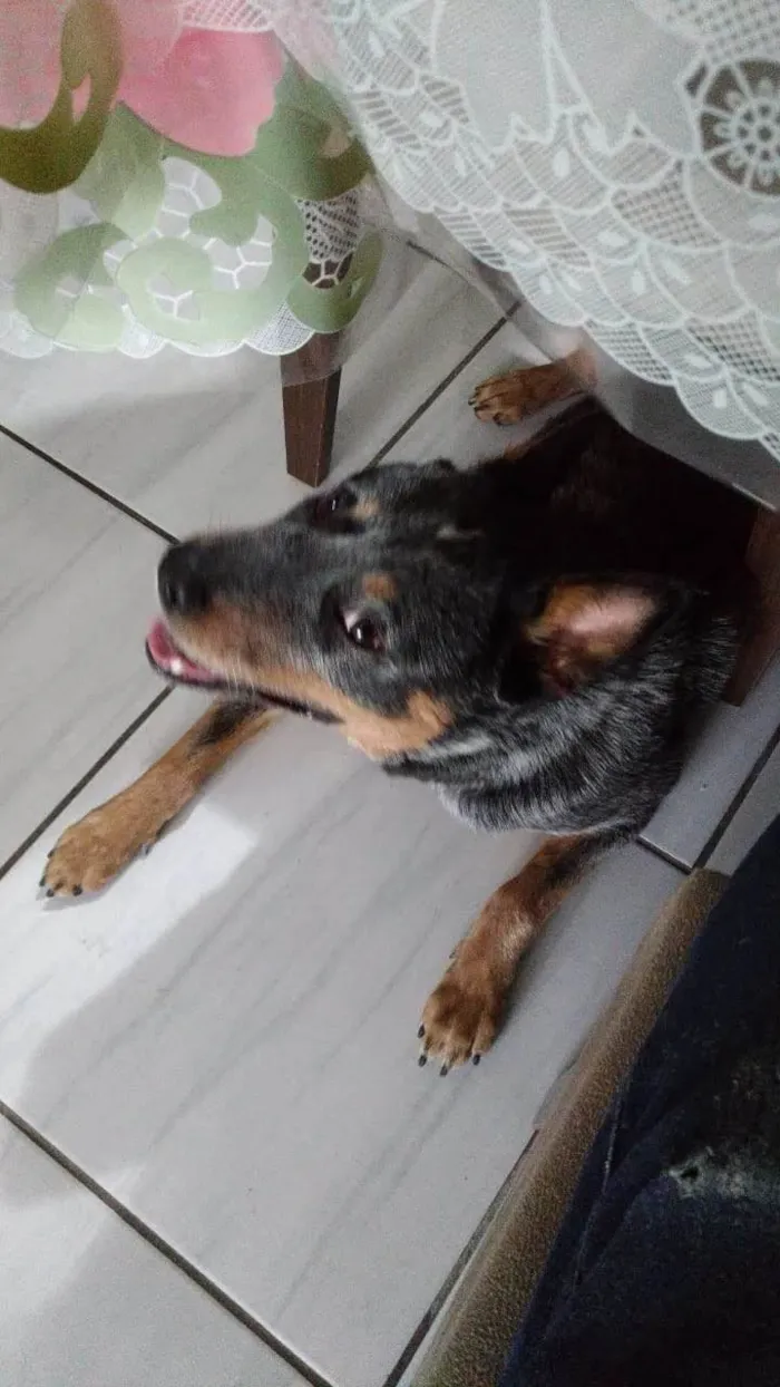 Cachorro raça Pastor Alemão idade 4 anos nome BOB