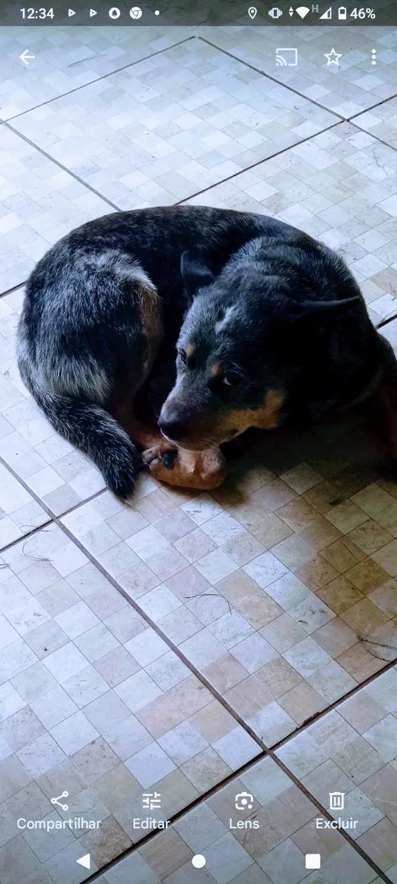 Cachorro raça Pastor Alemão idade 4 anos nome BOB