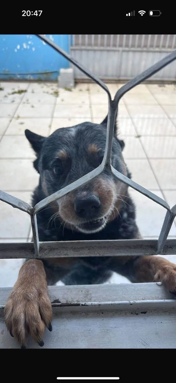Cachorro raça Pastor Alemão idade 4 anos nome BOB